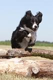 BORDER COLLIE 192